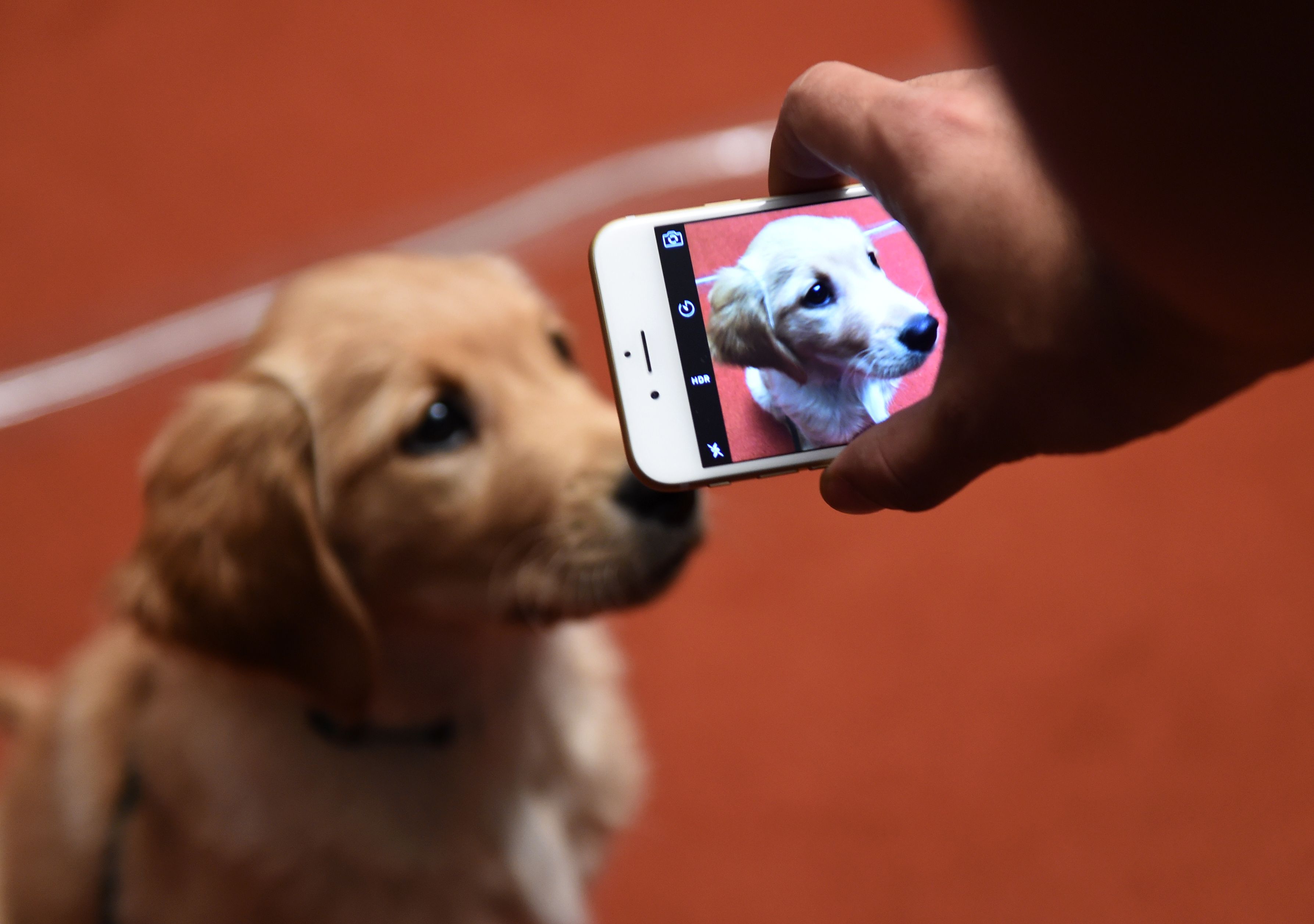 Man photographing a Golden Retriever with a cell phone. | Source: Getty Images