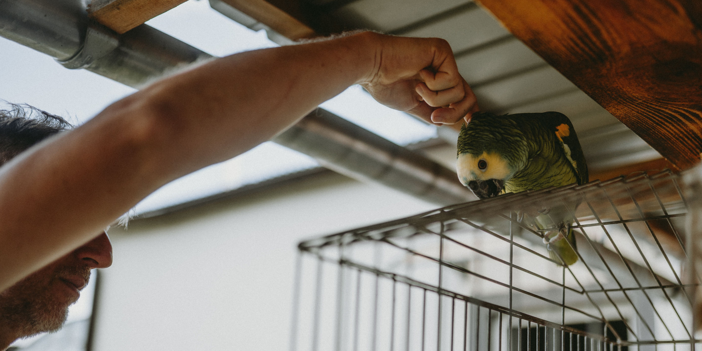 A man petting a green parrot | Source: Pexels