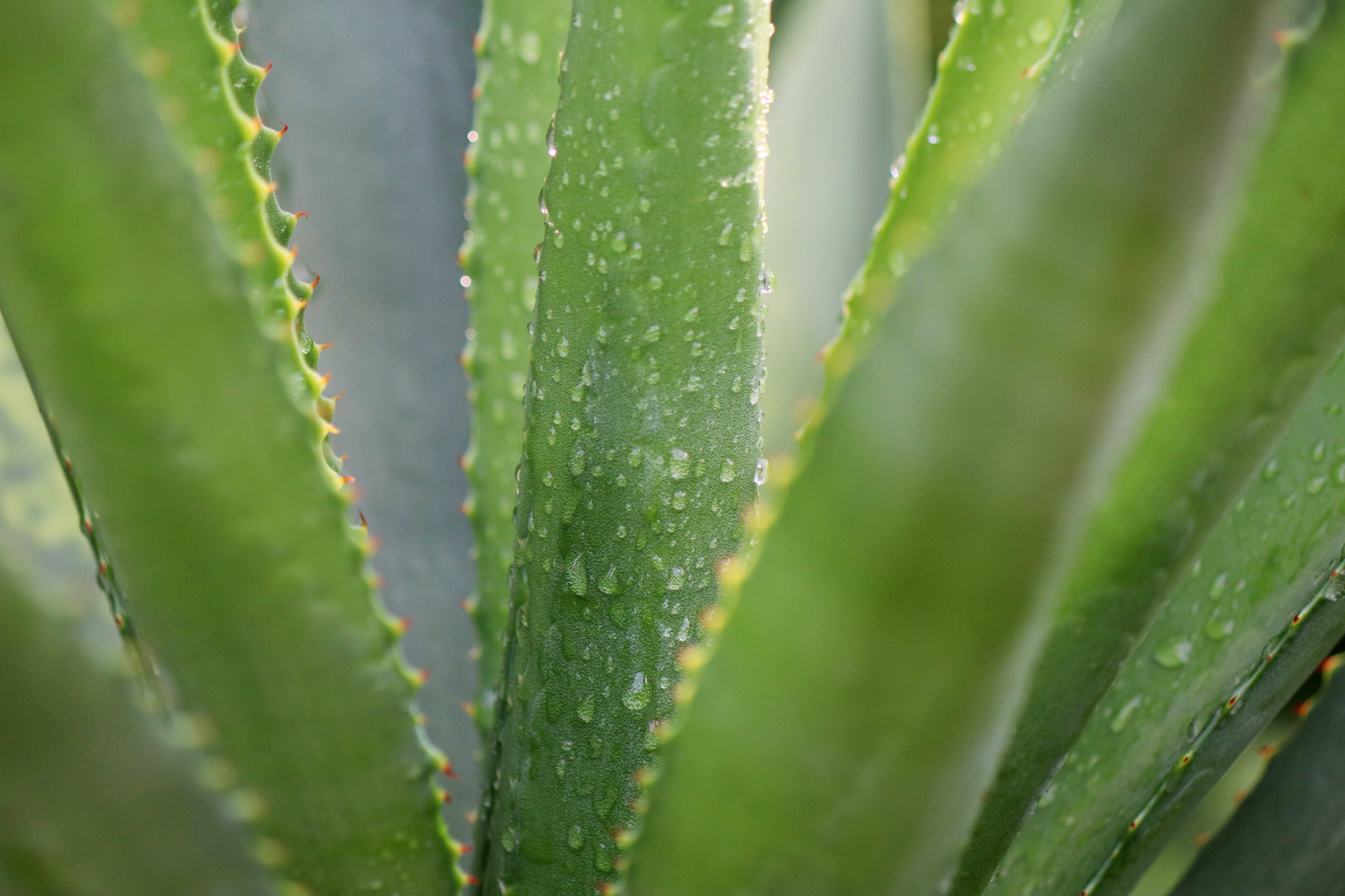 Dewdrops trickling down the aloe vera plant. | Source: Pexels