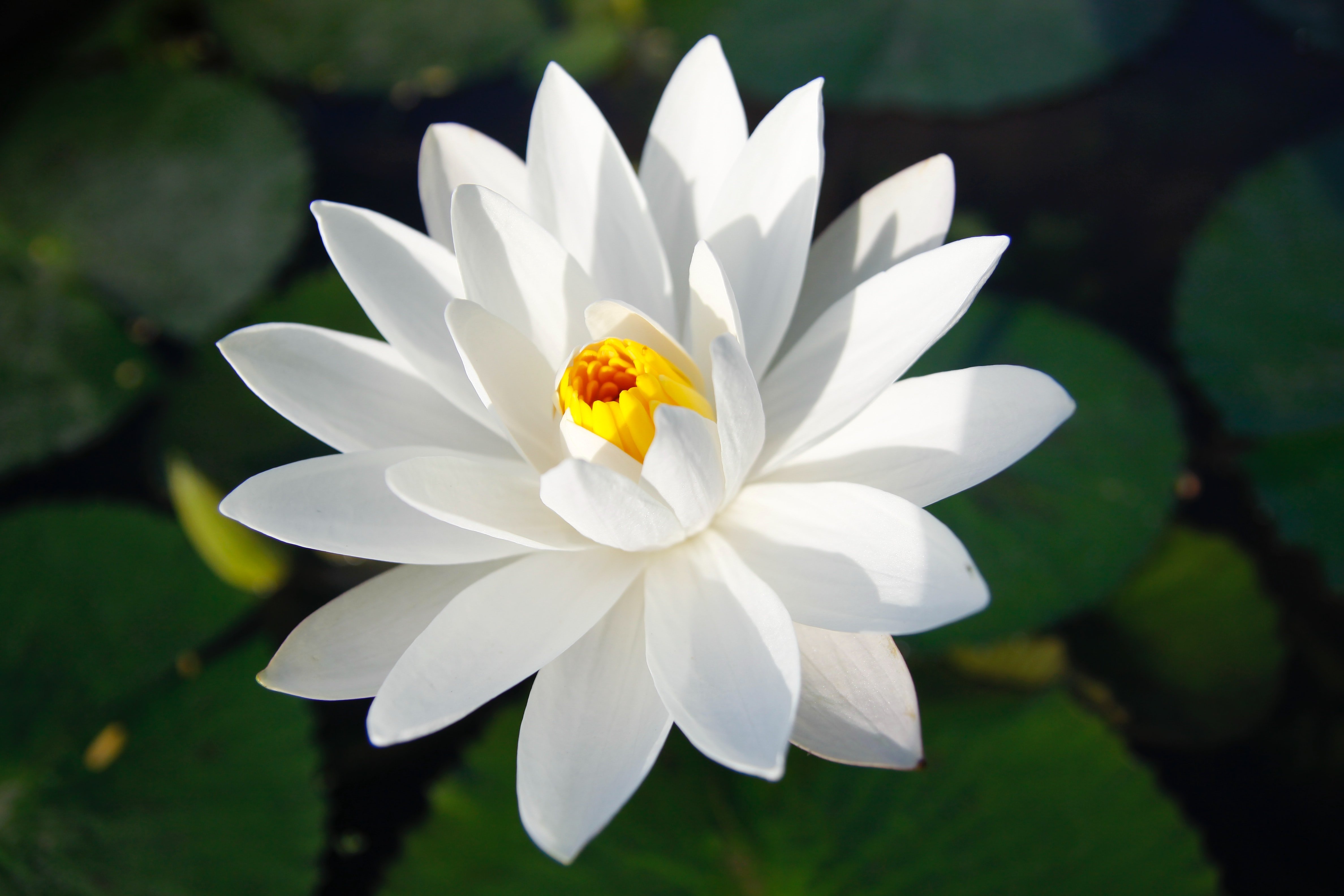 Water Lily | Unsplash 