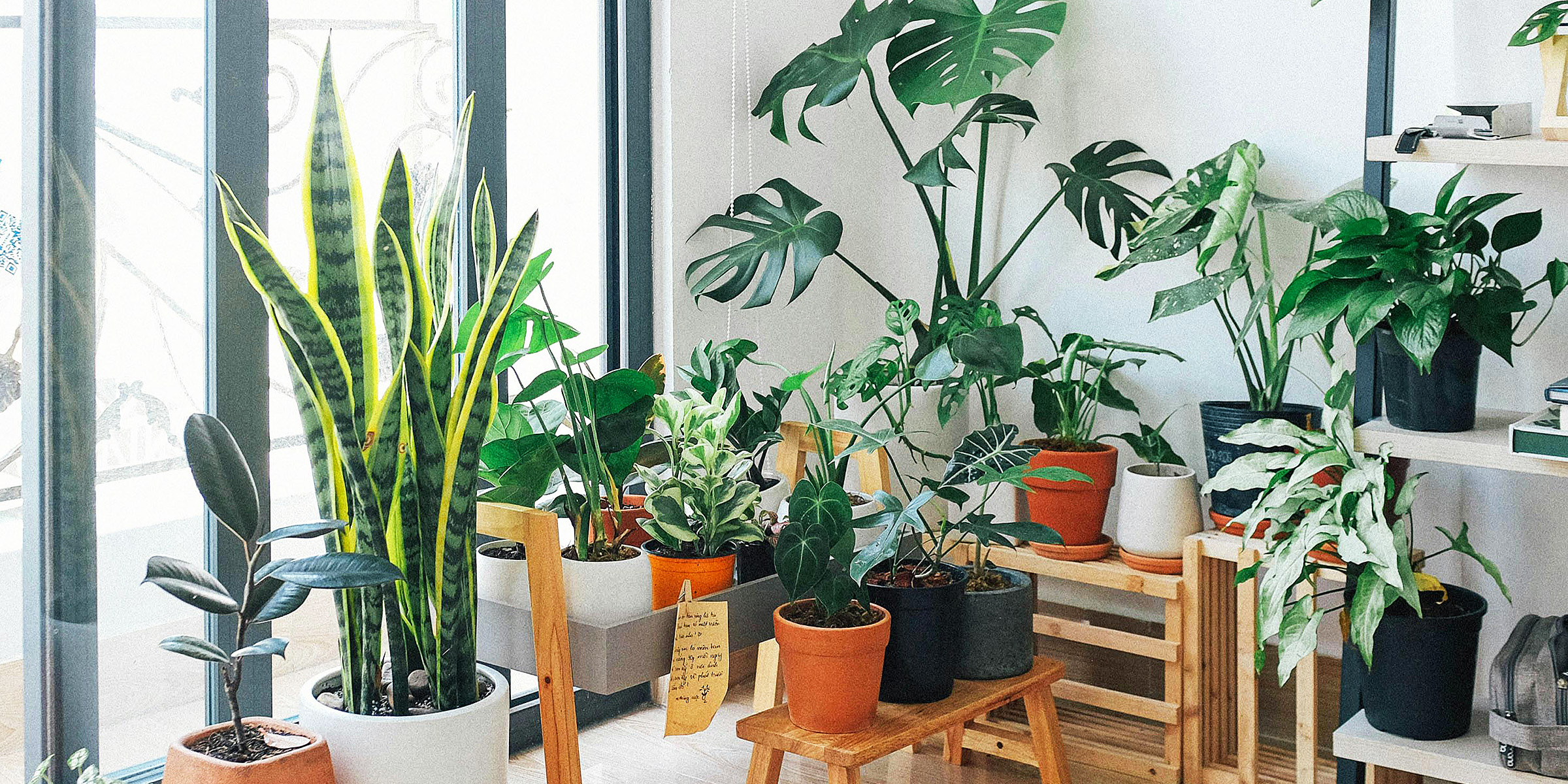 House Plants | Source: Pexels