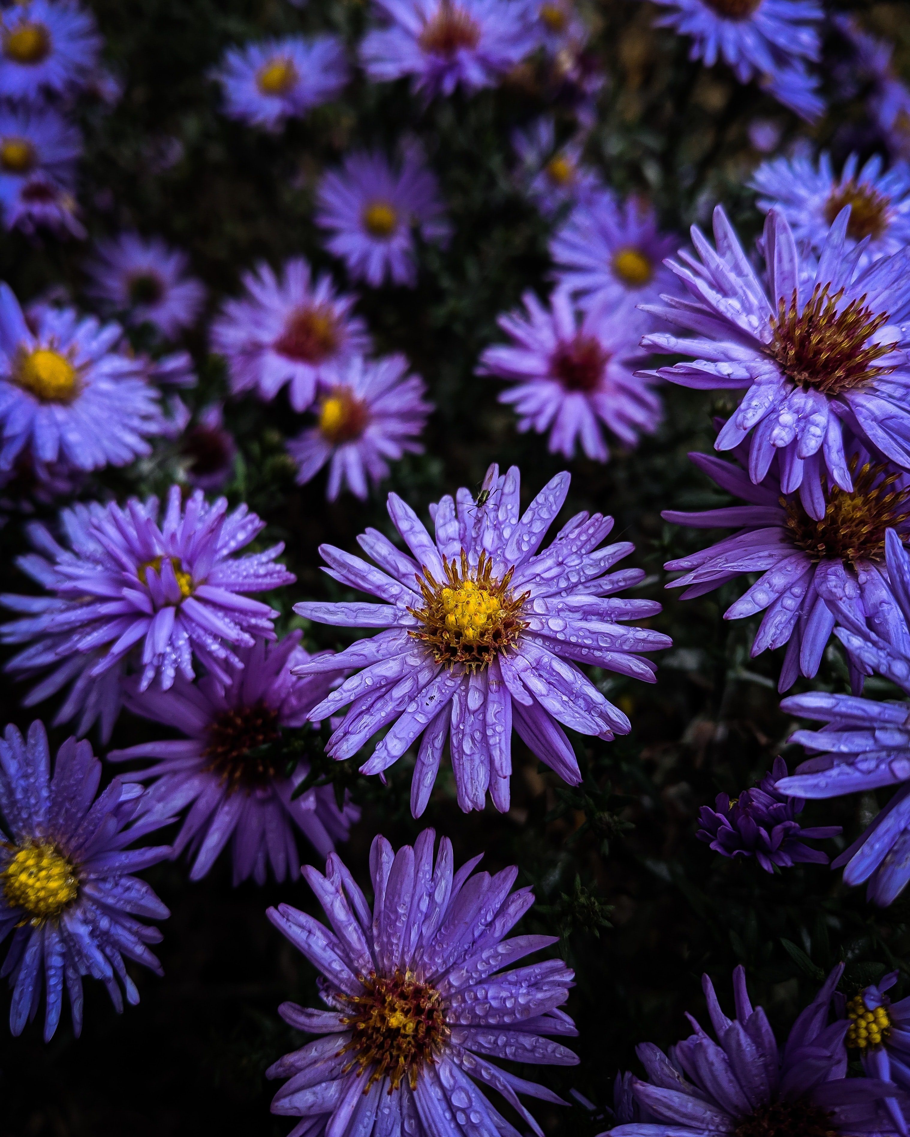 Aster 