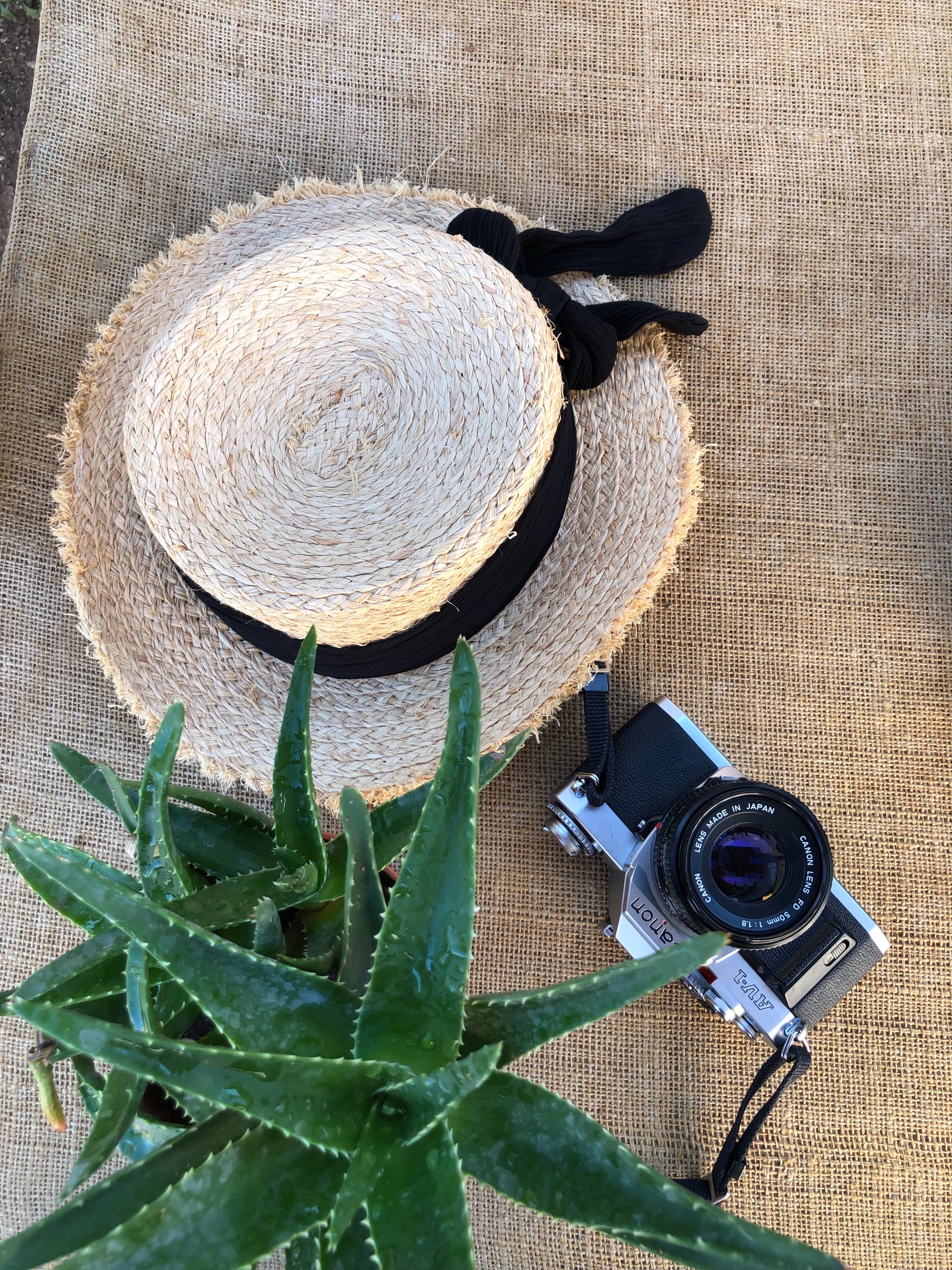 An aloe vera plant pictured beside a hat and a camera. | Source: Pexels