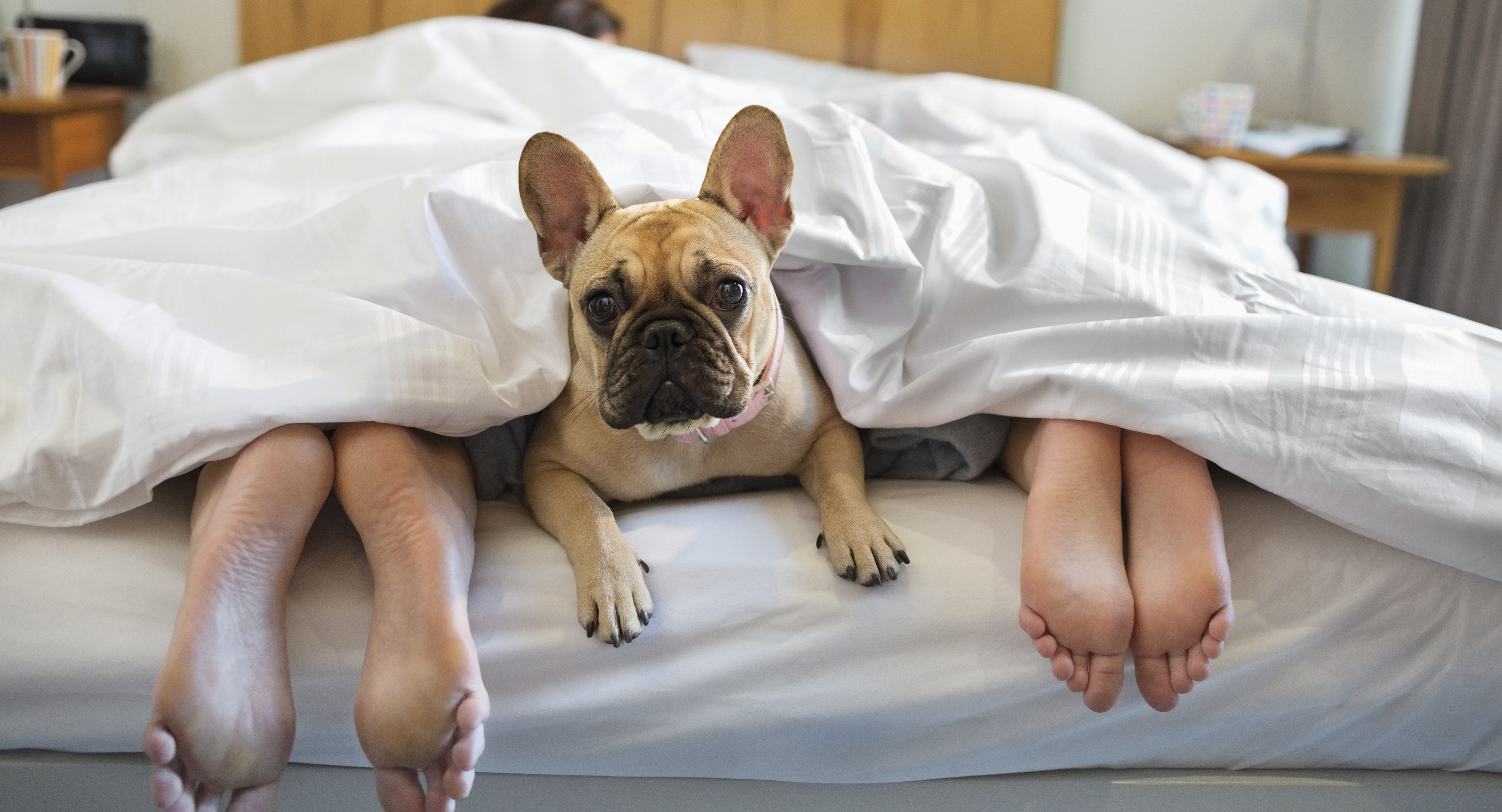 While two people sleep, a French bulldog peeks out from under the covers. | Source Getty Images