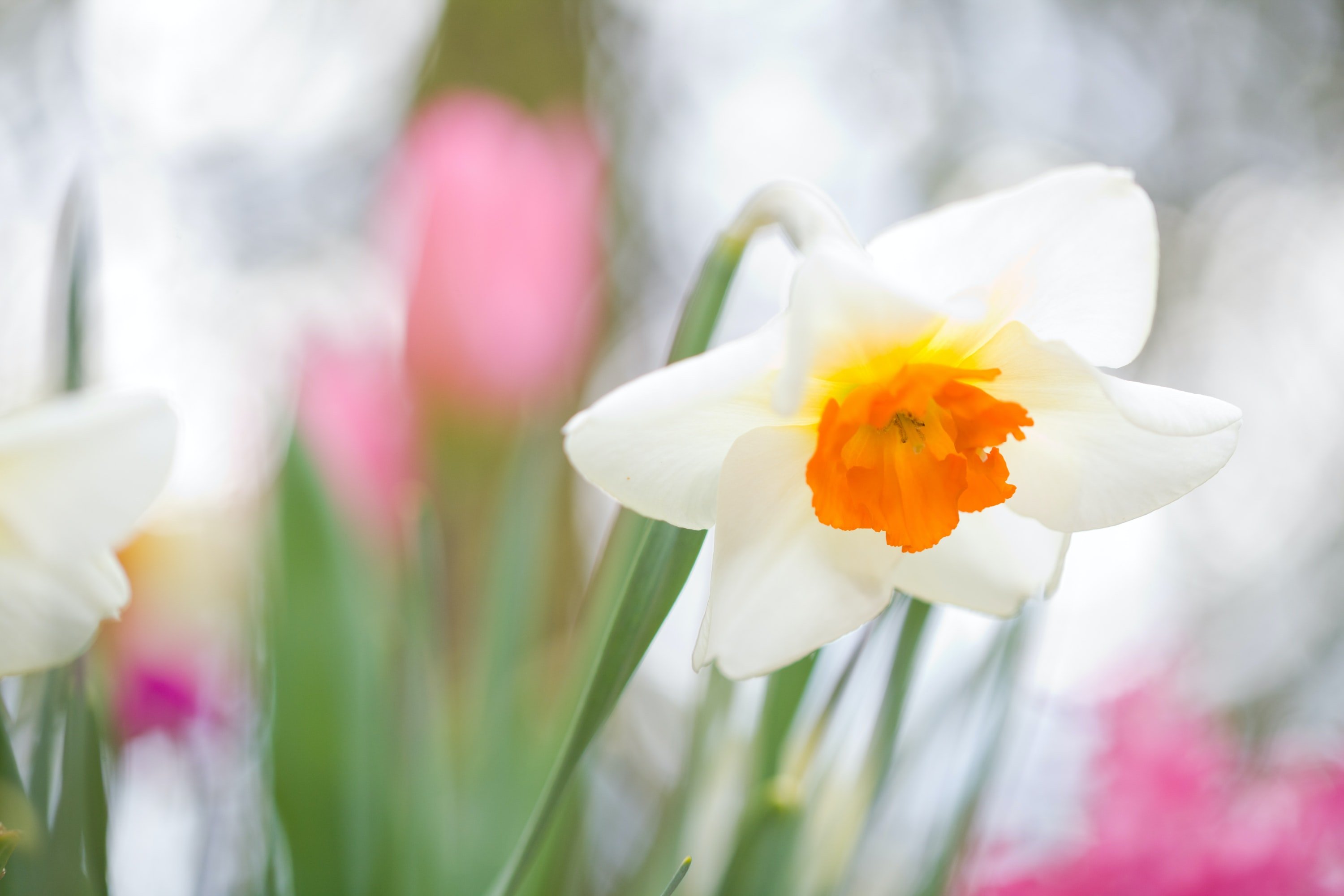 Narcissus | Unsplash 