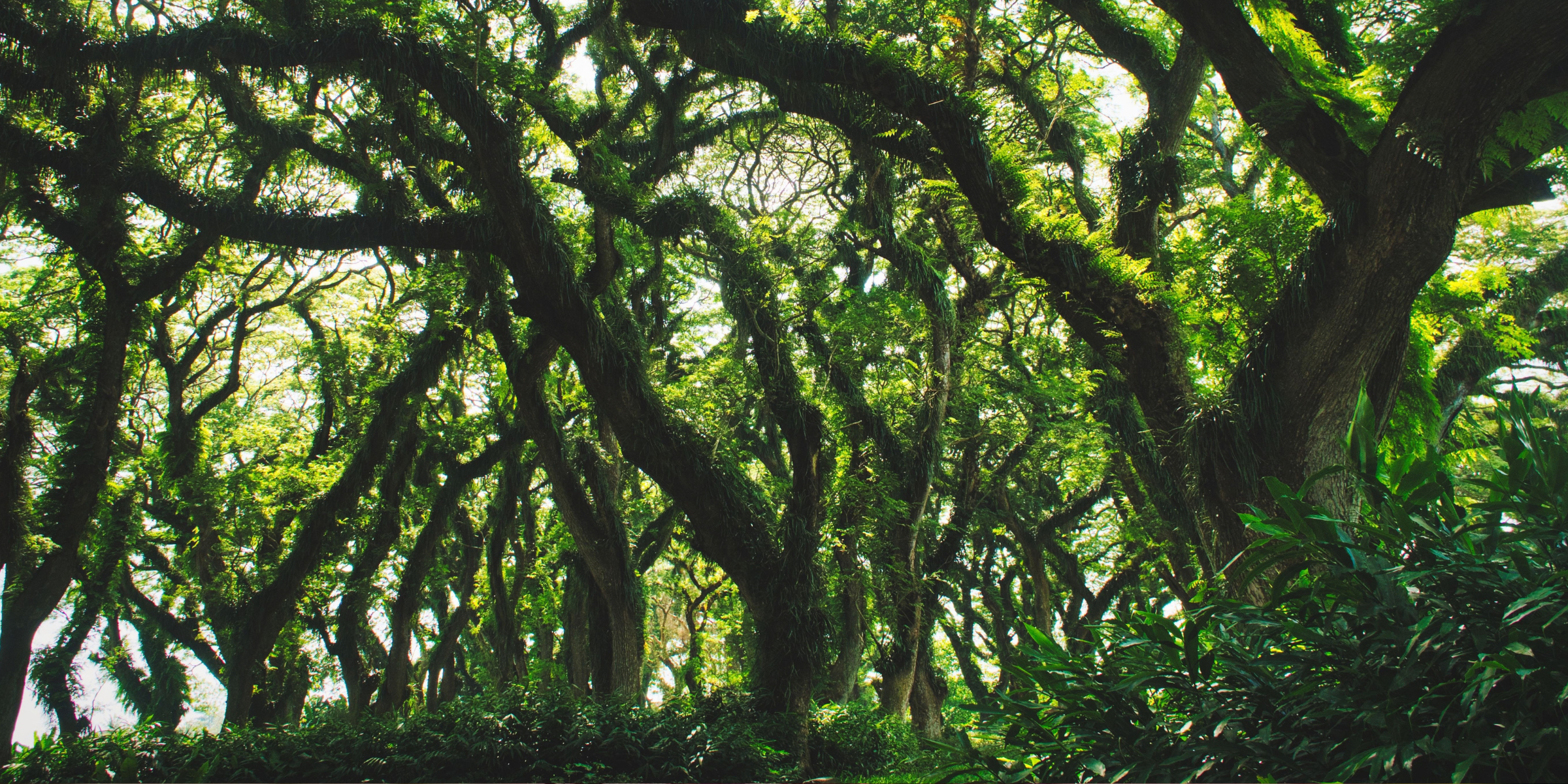A lush green forest cover | Source: Pexels